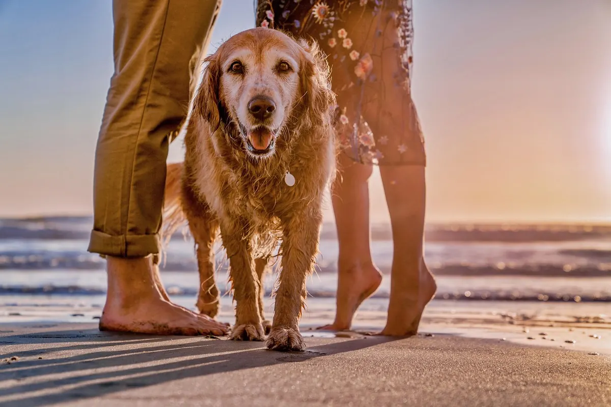 Dog-Friendly Coastal Stays: Checklist for Finding a Truly Welcoming UK Seaside Let